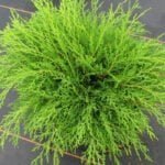 Микробиота перекрестнопарная