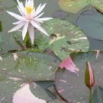 Нимфея Арк-эн-Сьёль