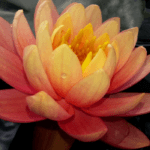 Нимфея Колорадо