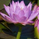 Нимфея Сиам Пурпл 2