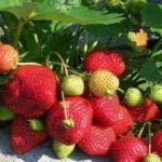 Клубника Королева Елизавета II