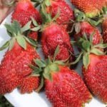 Земклуника Купчиха