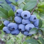 Голубика Свит Харт