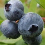 Голубика О'нил