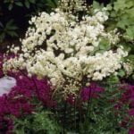 Лабазник шестилепестной Флоре Плена