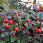 Кизильник Даммера