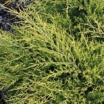 Можжевельник Голд Кост