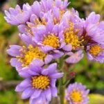 Астра татарская Джиндай