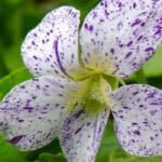 Фиалка сестринская Веснушки