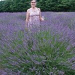 Лавандин Феноменал