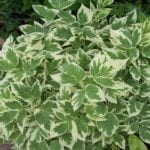 Сныть обыкновенная Вариегата