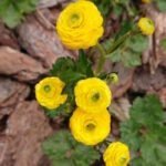 Лютик ползучий Флоре Плено