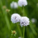 Сукцизелла Фростед Перлс