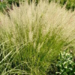 Вейник остроцветковый Вальденбух