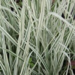 Райграс бульбоносный Вариегата