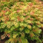 Рябинник рябинолистный Сэм