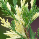 Можжевельник китайский Стрикта Вариегата