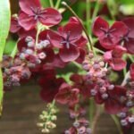 Акебия пятилистная