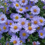 Астра кустарниковая Аква Компакт
