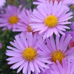 Астра кустарниковая Питер Пен