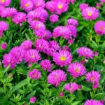 Астра кустарниковая Старлайт