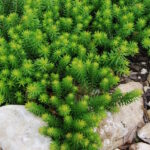 Очиток узколистный