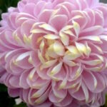 Хризантема Вечерние Грёзы