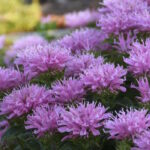 Монарда Пинк Фростинг