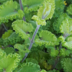 Дубровник шалфейный Криспум Маргинатум