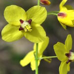 Горянка колхидская