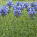 Змееголовник Рюйша