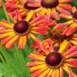 Гелениум Лойсдер Вик