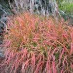 Мискантус китайский Пурпуресценс