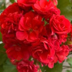 Пеларгония Анна Каренина