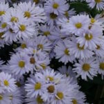 Астра новобельгийская Порзеллан