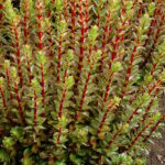 Очиток Дабл Мартини