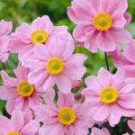 Анемона Серенада