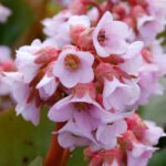 Бадан Бэби Долл