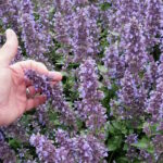 Котовник Блю Вондер