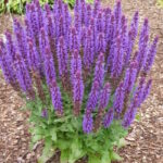 Шалфей Сенсейшн Дип Блю