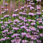 Зопник клубненосный