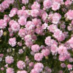 Гипсофила Фламинго