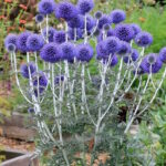 Мордовник Платинум Блю