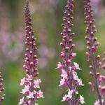 Льнянка Кенон Вент