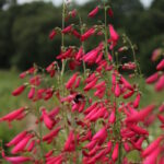 Пенстемон бородатый