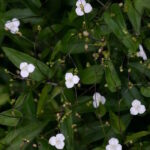 Традесканция гибазис Фата Невесты