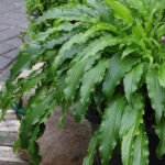 Хоста Рингтейл