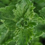 Мята Криспа