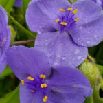 Традесканция виргинская