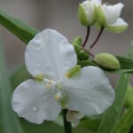 Традесканция виргинская Инносенс